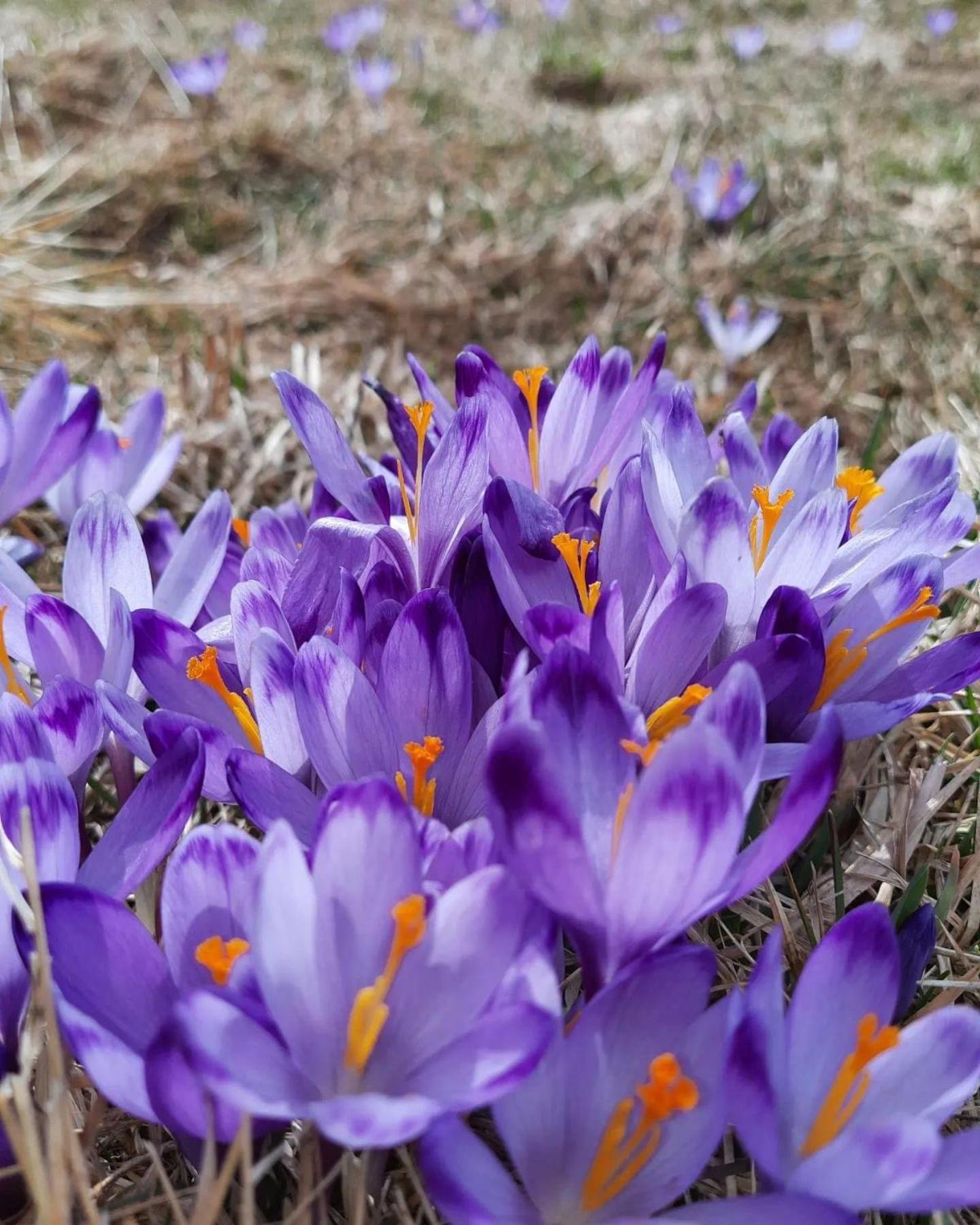 Goralska Chata Przy Dolinie Chocholowskiej วีตุฟ ภายนอก รูปภาพ